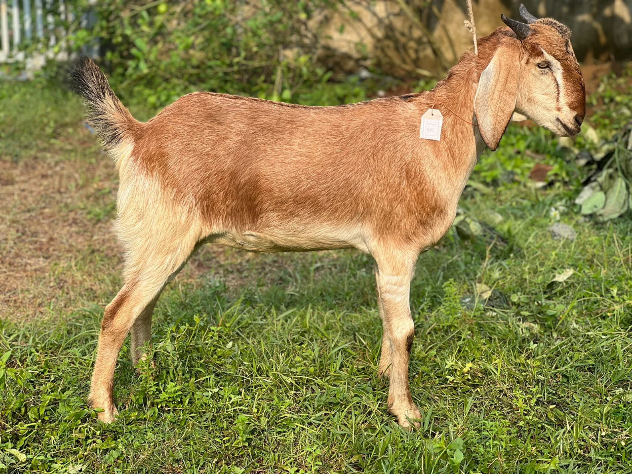 দেশী  ছাগল (42.5KG)  